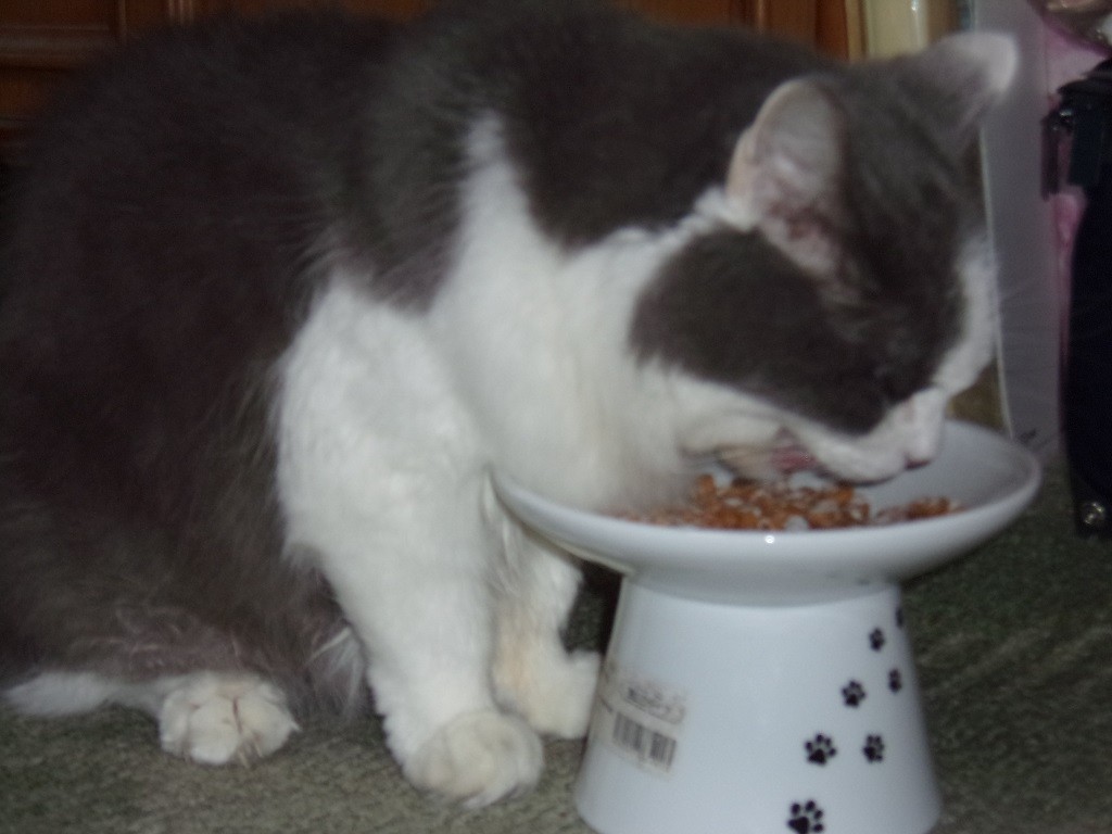 楽天市場】ヒルズ 食事療法食 猫用 y/d ワイディー 甲状腺ケア ドライ 