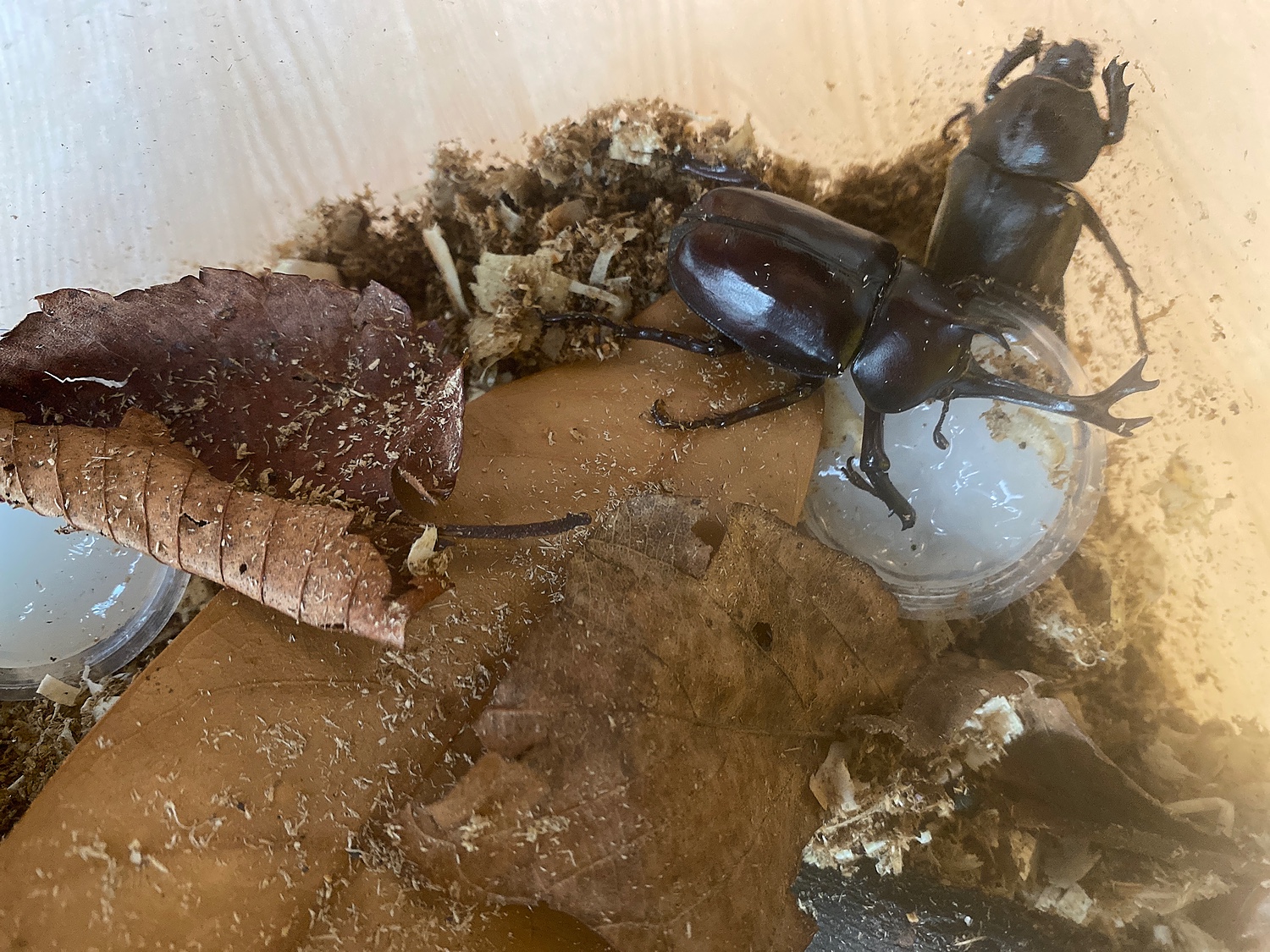 お歳暮 きのこマット小袋5L入 使い切りタイプ クワガタ幼虫 カブトムシ幼虫に使えて大きく育つ脅威のエサ昆虫マット プロ仕様オールマイティ発酵マット  クワガタ幼虫の餌 カブト幼虫のえさ 《200万リットル以上の販売実績》 キノコマット