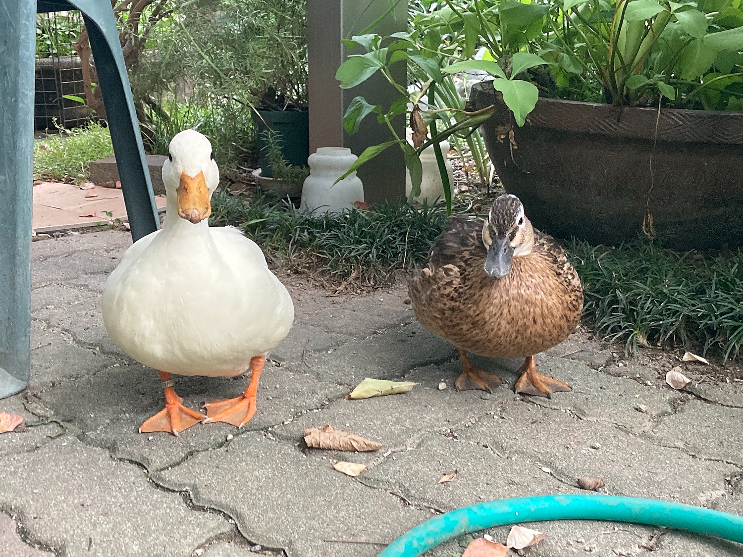 コールダック カモ類用専門フード4Kg（その他水鳥えさ） アヒル