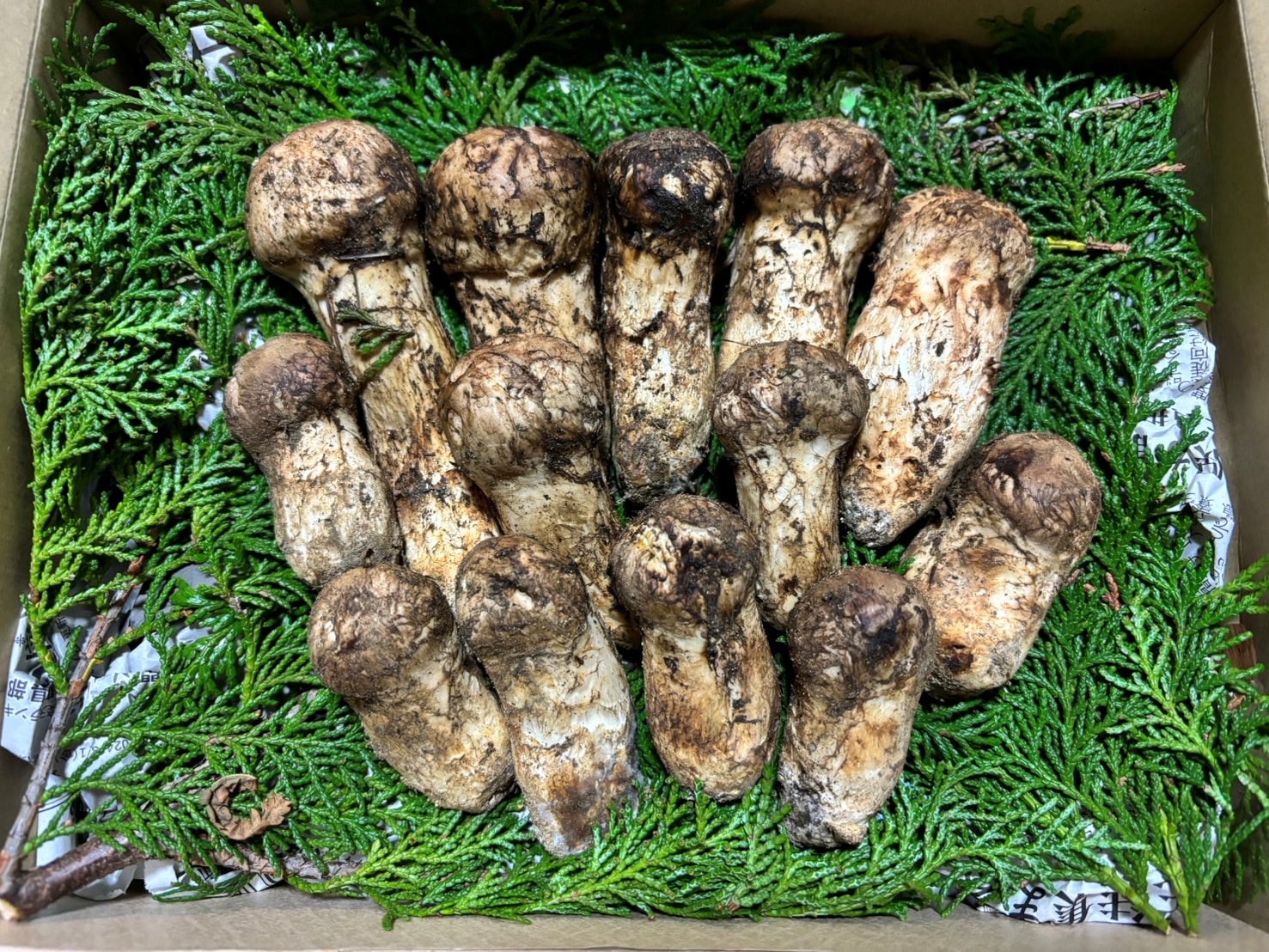 秋田県産松茸 良型 300g 値下げ交渉可 信州産「天然松茸」（約150g