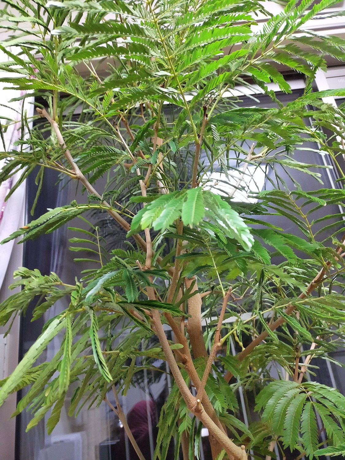 楽天市場】ふっちゃん2933さんさんの観葉植物 エバーフレッシュ10号