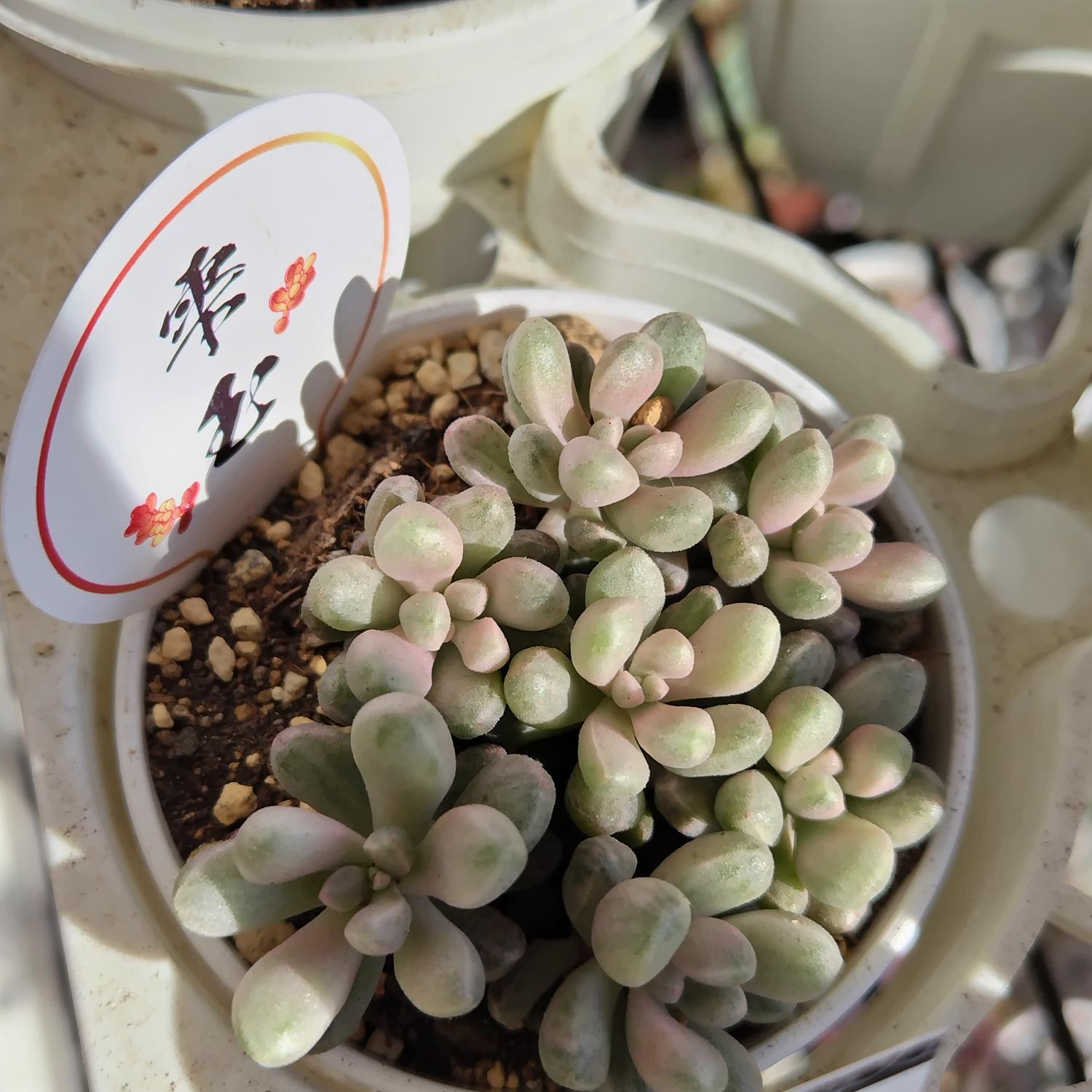 楽天市場】多肉植物 seセダム 雫玉 しずくだま 多肉植物 セダム 斑入り