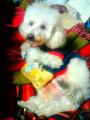 ֳ֤ˤ͵Haute Diggity DogҤΤ㡪̸ꥻSALE/Arfmerican Barxpress Credit Card Plush Dog Toy (Haute Diggity Dog/Diggin Designs) ꥫ󥨥ץ쥹Υ쥸åȥɤѥǥ/5000߰ʾ̵/פξʥӥ塼ܺ٤򸫤