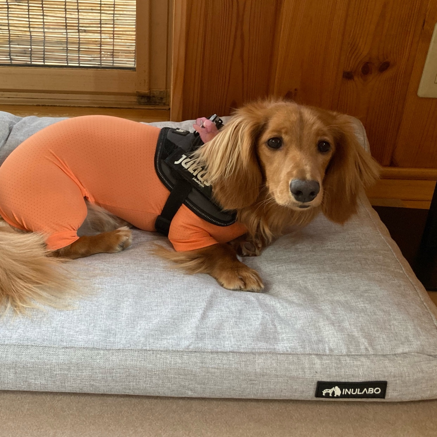 マンダリンブラザーズ 防虫 服 犬 抜け毛 対策 インナー 夏服 虫よけ クール 接触冷感 ネッククーラー インセクトシ マンダリンブラザーズ インセクトシールド スキンタイトスーツ レビュー画像11
