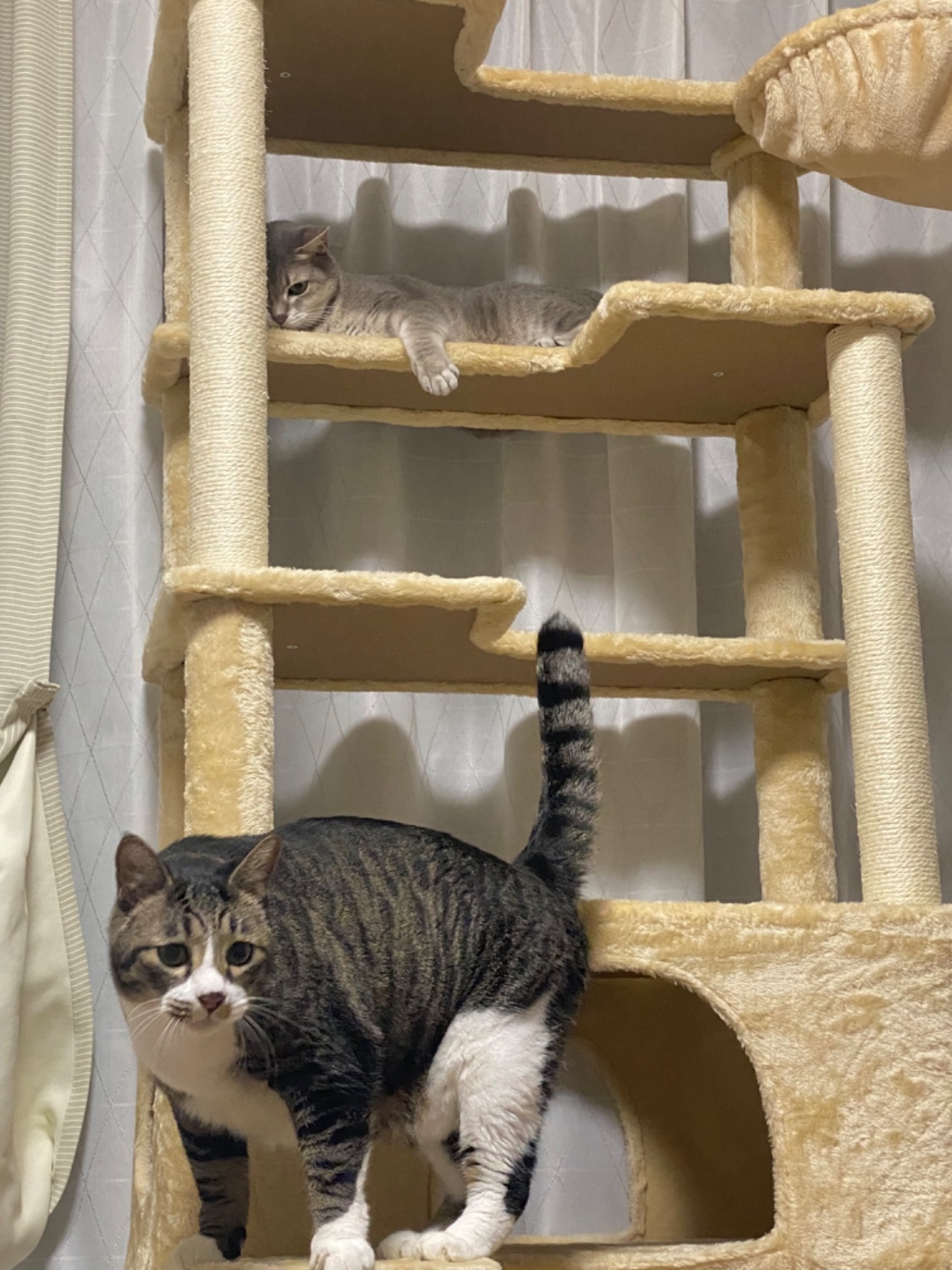 キャットツリー キャットタワー 猫タワー レビュー画像3