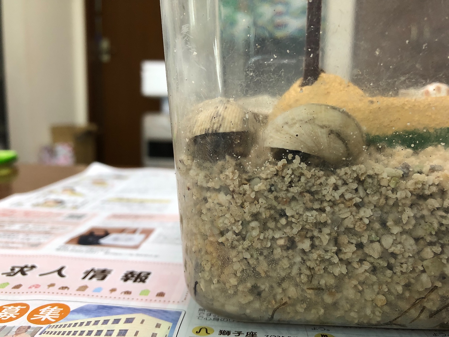 楽天市場】マルカン ヤドカリのリラックスサンド お徳用2．5kg オカヤドカリ 敷材 関東当日便(charm 楽天市場店) | みんなのレビュー・口コミ