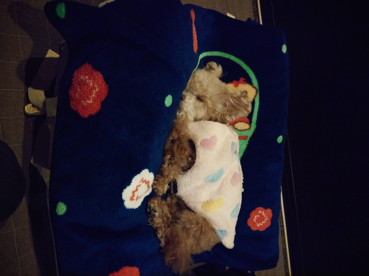 犬介護ベッド ねどっこ 老犬介護 レビュー画像2