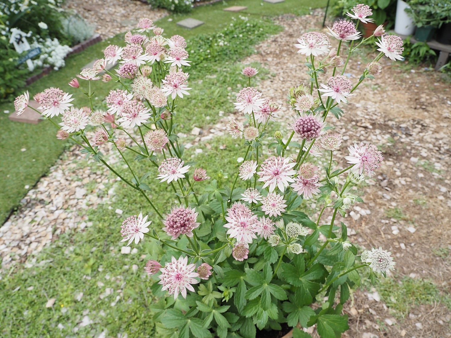 楽天市場 アストランティア ローマ おぎはら植物園 みんなのレビュー 口コミ 楽天市場 アストランティア ローマ おぎはら植物園 みんなのレビュー 口コミ