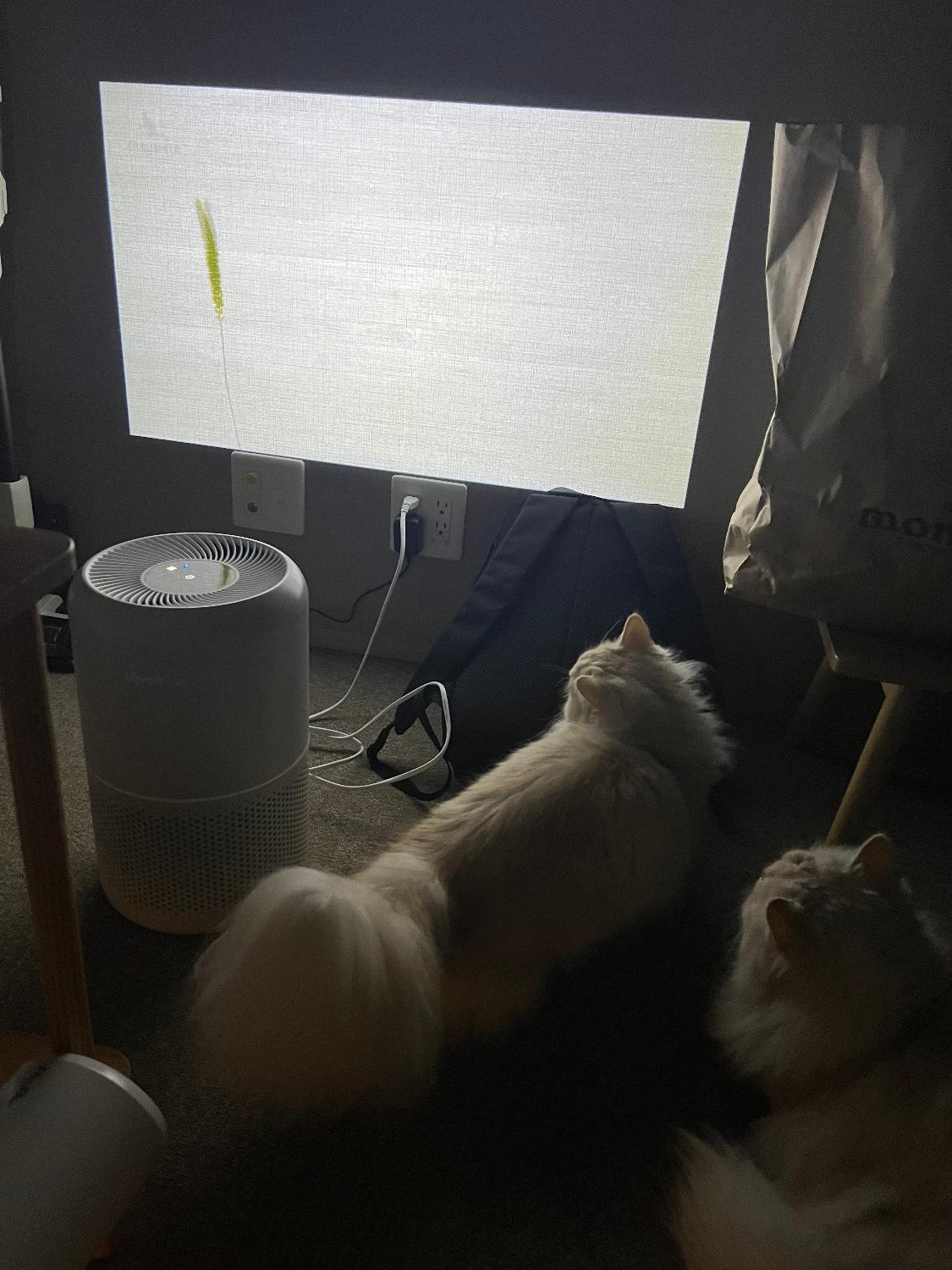 ETOEプロジェクター StarfishPlus ホームプロジェクター レビュー画像8