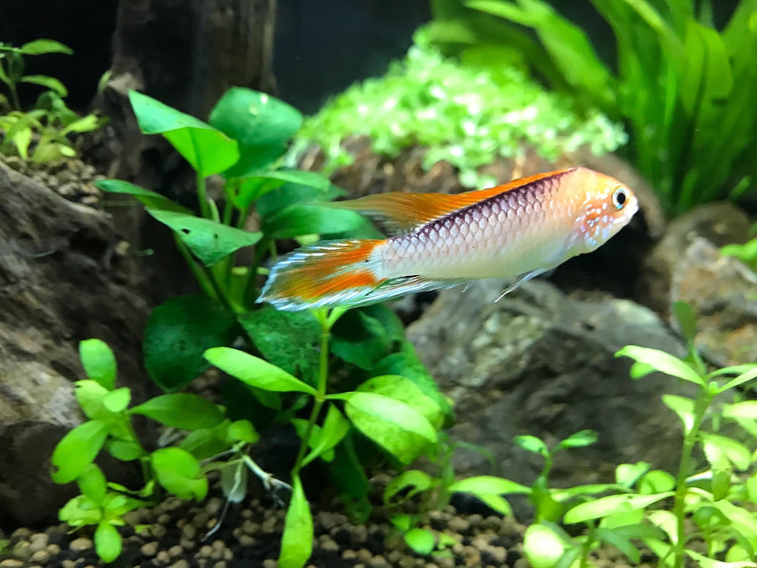 ランキング総合1位 熱帯魚 アピストグラマ 沖縄別途送料 1ペア 九州 北海道 沖縄航空 ランキング総合1位 熱帯魚 アピストグラマ 沖縄別途送料 1ペア 九州 北海道 沖縄航空