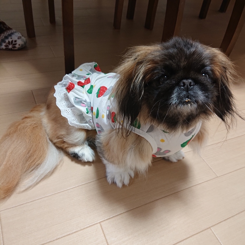 ＼11日1:59まで10%OFF／ ワンピース【犬服 春 夏 春用 夏用】【パイン・いちご柄フリルワンピース＆Tシャツ＆タンクトップ】 ワンピース/スカート/フリルスカート/Tシャツ/シャツ/タンクトップ/ノースリーブ/袖なし/抜け毛防止【ペット服/春服/夏服/犬の服】(犬 ...