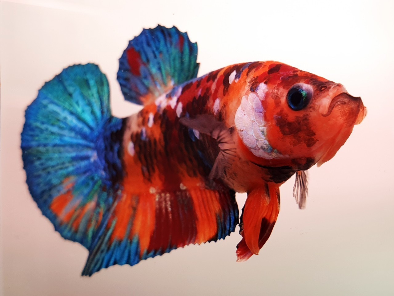 楽天市場 熱帯魚 ベタ コイカラーギャラクシーベタ オス おまかせ 1匹 生体 鯉ベタ ベタ 観賞魚 死着保証あり Matsuyoshi World みんなのレビュー 口コミ