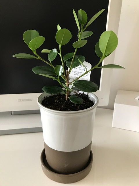 楽天市場 尖閣 センカク ガジュマル 3号サイズ 苗 希少品種 観葉植物 母の日 花 ガーデニング岐阜緑園 みんなのレビュー 口コミ