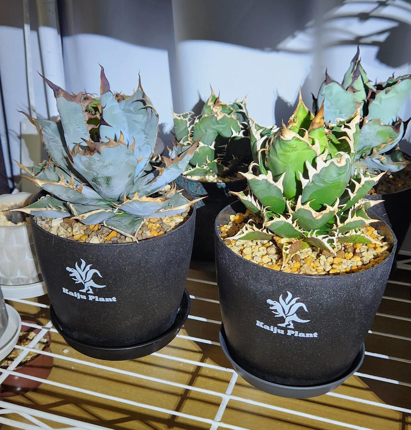 楽天市場】Kaiju Plant 怪獣ポットEco4.5 スリット鉢 4.5号 麦わら再生