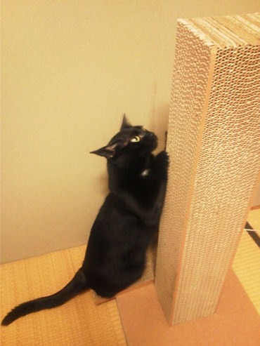 安心の日本製・ペット用品ダンボール製 猫 猫爪とぎ ガリットタワー 猫爪とぎ口コミ レビュー画像2
