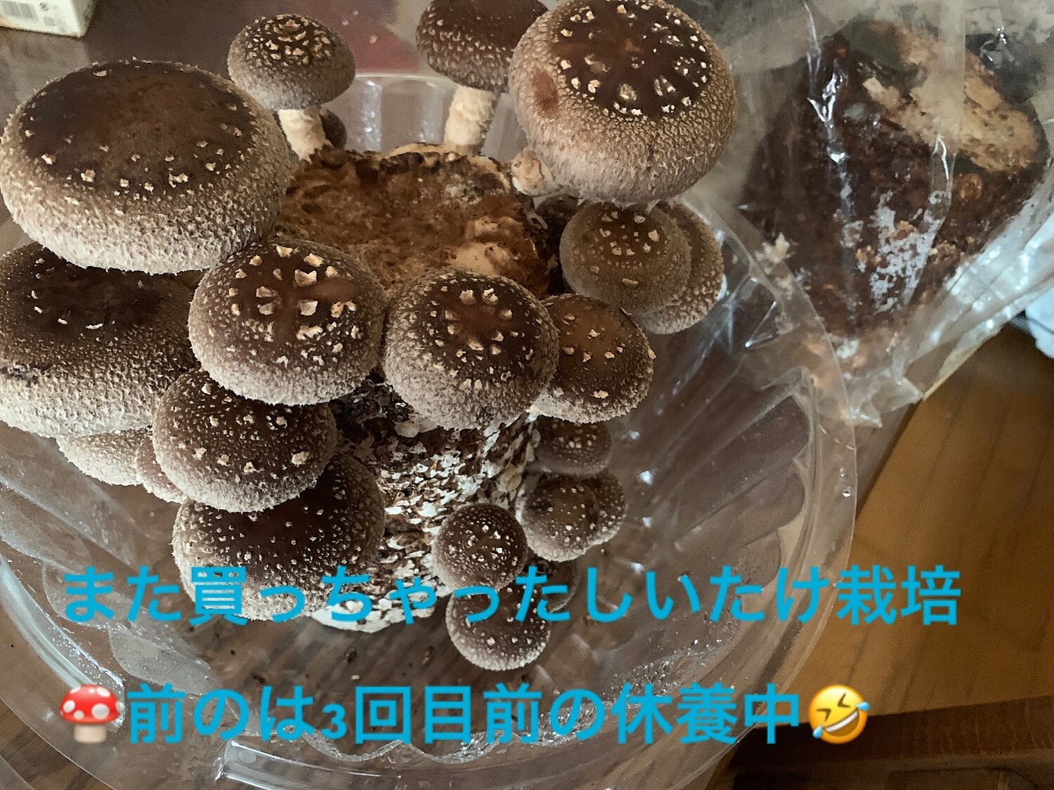 楽天市場 ブロックのみ 付属品 説明書なし しいたけ栽培キット もりのしいたけ農園おかわり君 椎茸 シイタケ 家庭菜園 自由研究 野菜 きのこ栽培 キノコ栽培 栽培キット 栽培セット 菌床 生しいたけ 国産 食育 きのこ狩り 森のきのこ倶楽部 未購入を含む
