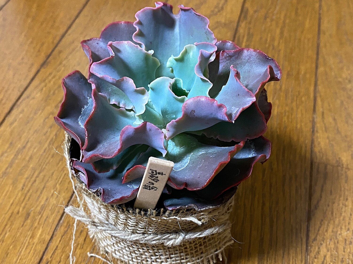楽天市場 高砂の翁 タカサゴノオキナ エケベリア属 多肉植物 9cmポット観葉植物 雑貨 おすすめ インテリア 暮らし 室内 植物 育て方 サボテン 多肉 多肉植物専門店 ビスタ 未購入を含む みんなのレビュー 口コミ