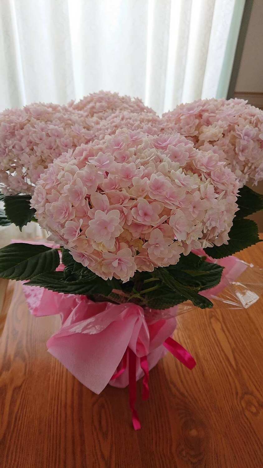 楽天市場 購入者さんの母の日ギフト 母の日 プレゼント 花 ギフト 花束 鉢植え アジサイ アレンジ アレンジメント バラ ユリ カーネーション 楽天総合1位 関東送料無料 メッセージカード付き イベントギフトa 22 Bunbun Bee みんなのレビュー 口コミ