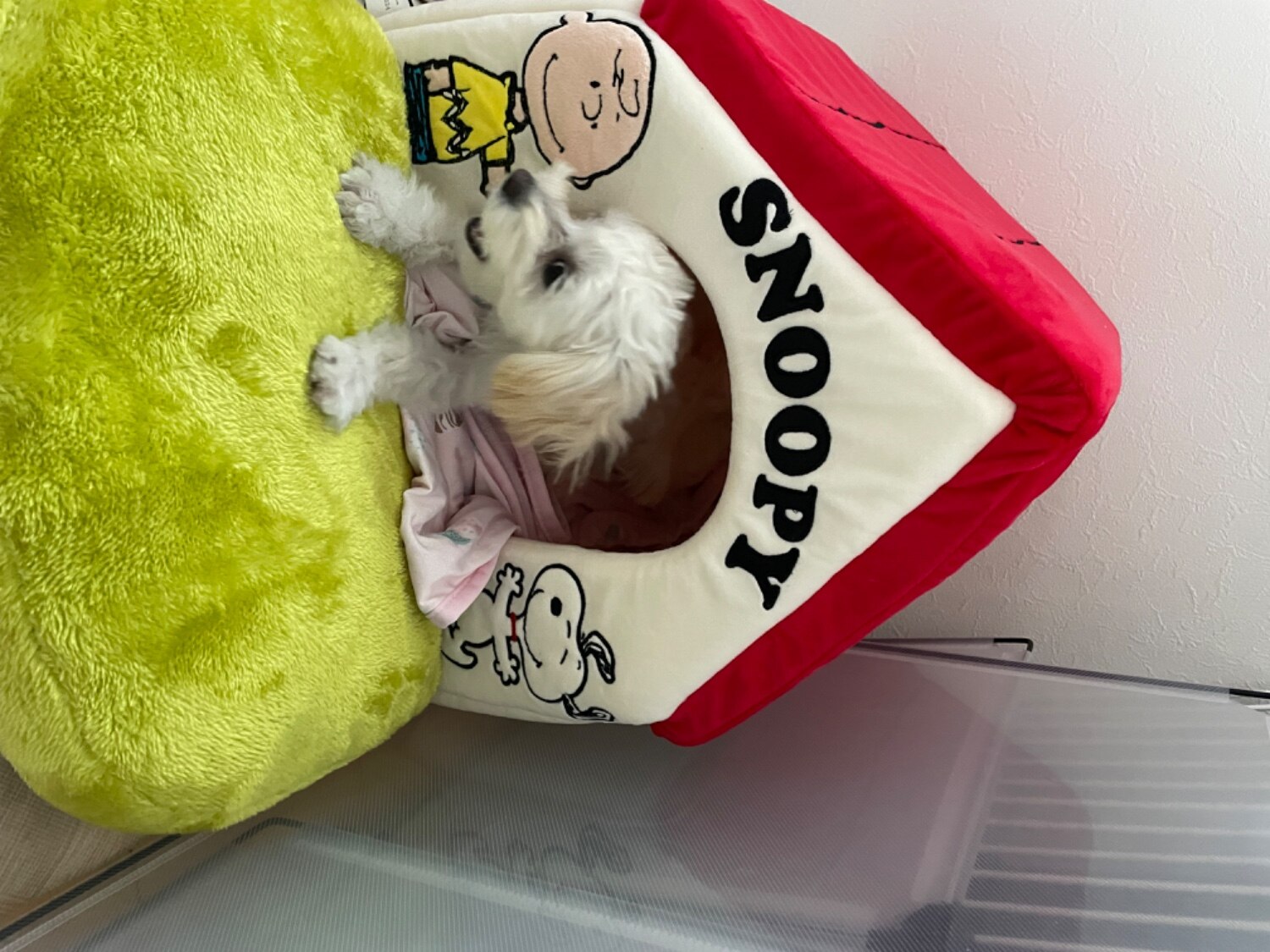 スヌーピーハウス 犬用ベッド ペットパラダイス レビュー画像14