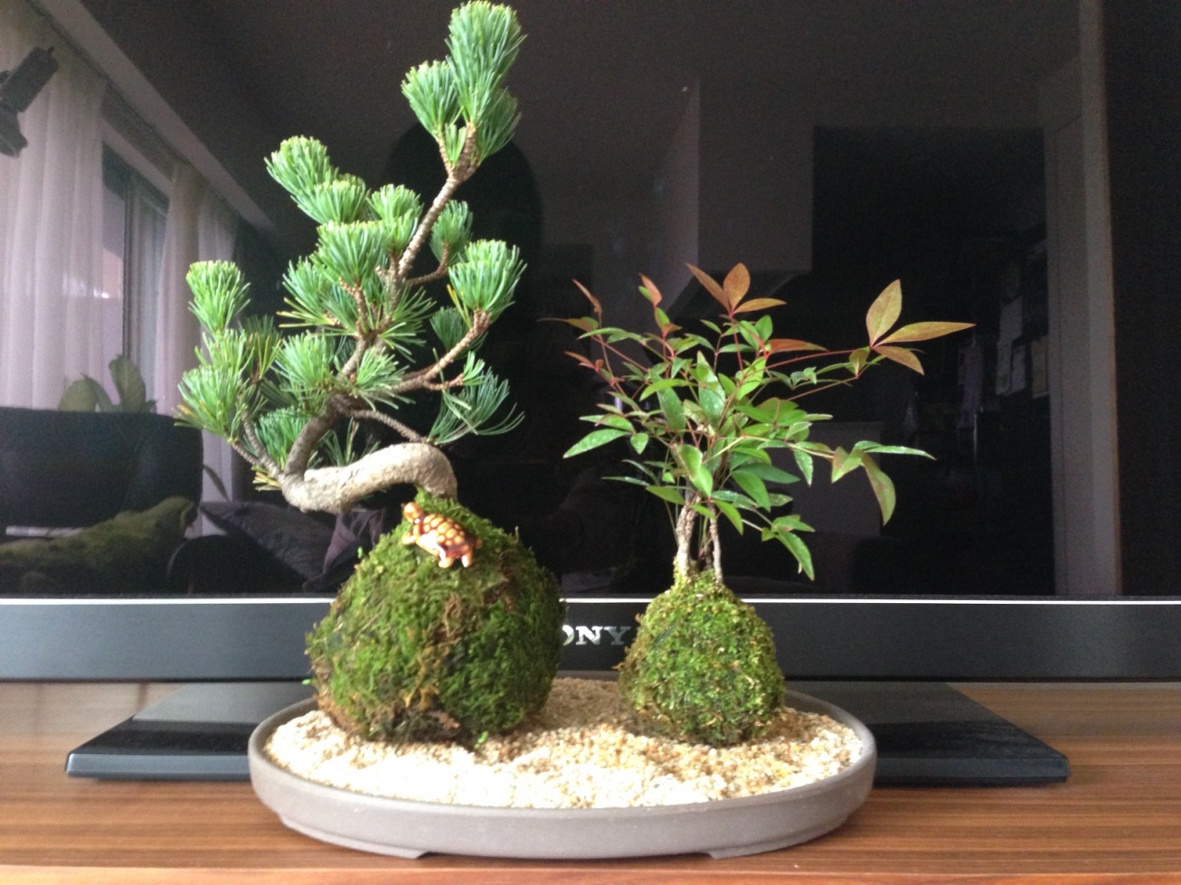 【即日出荷可！】苔玉セット：五葉松・南天(受け皿＆化粧砂付)*【送料無料】【あす楽対応】bonsai(遊恵盆栽  みんなのレビュー·口コミ