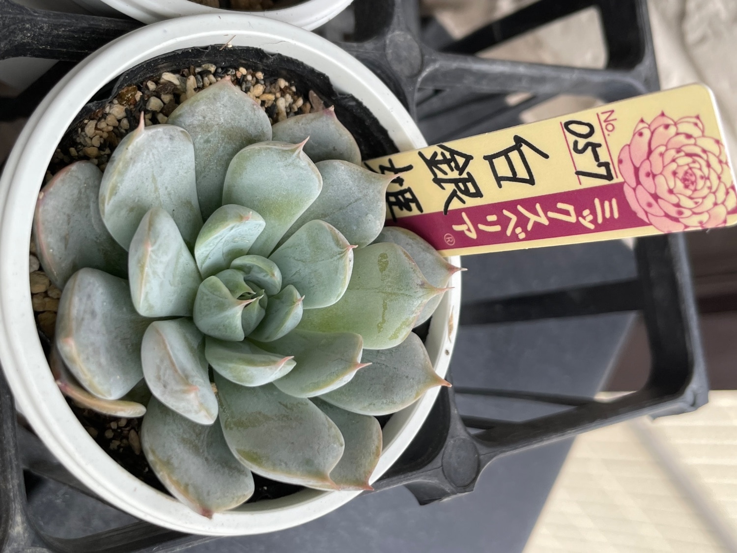 楽天市場】多肉植物 oriミックスベリア No.057 白銀姫 多肉植物 お