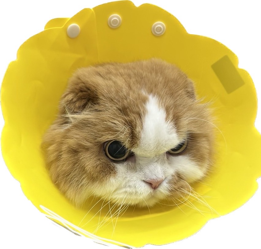 【複数購入 割引クーポン配布中】アンチノール プラス 猫用サプリメント 90粒(クレイディアコムズ) みんなのレビュー·口コミ