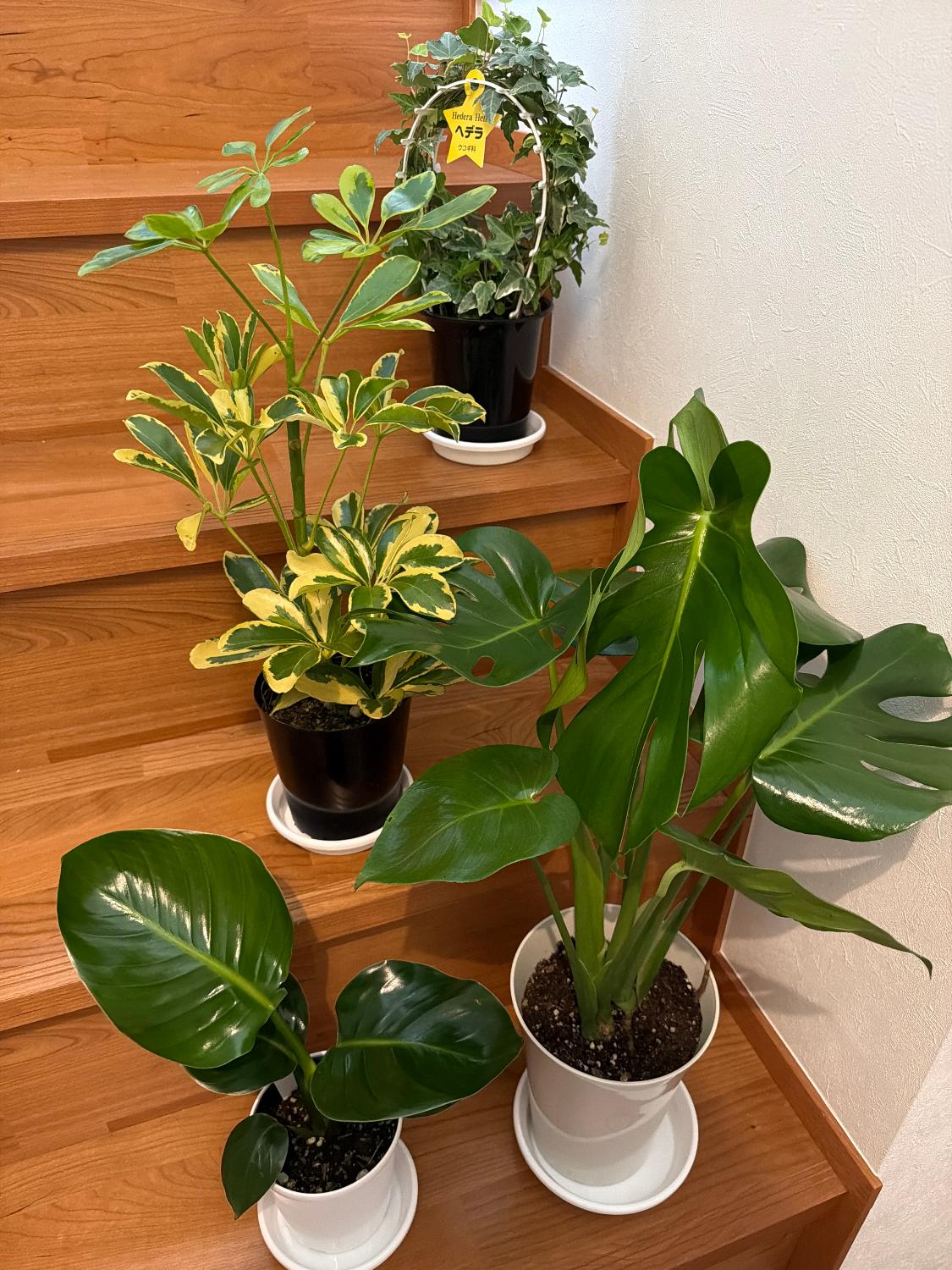 楽天市場】大きな5号鉢も入ってこの価格！ 【送料無料】 観葉植物 