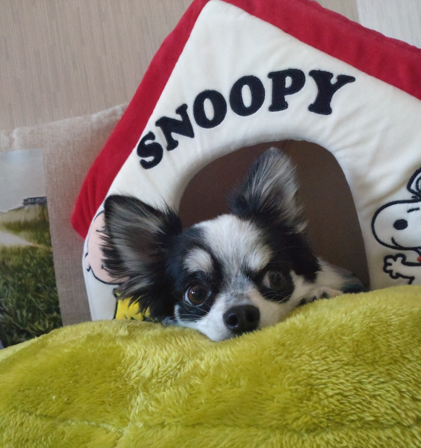 スヌーピーハウス 犬用ベッド ペットパラダイス レビュー画像13