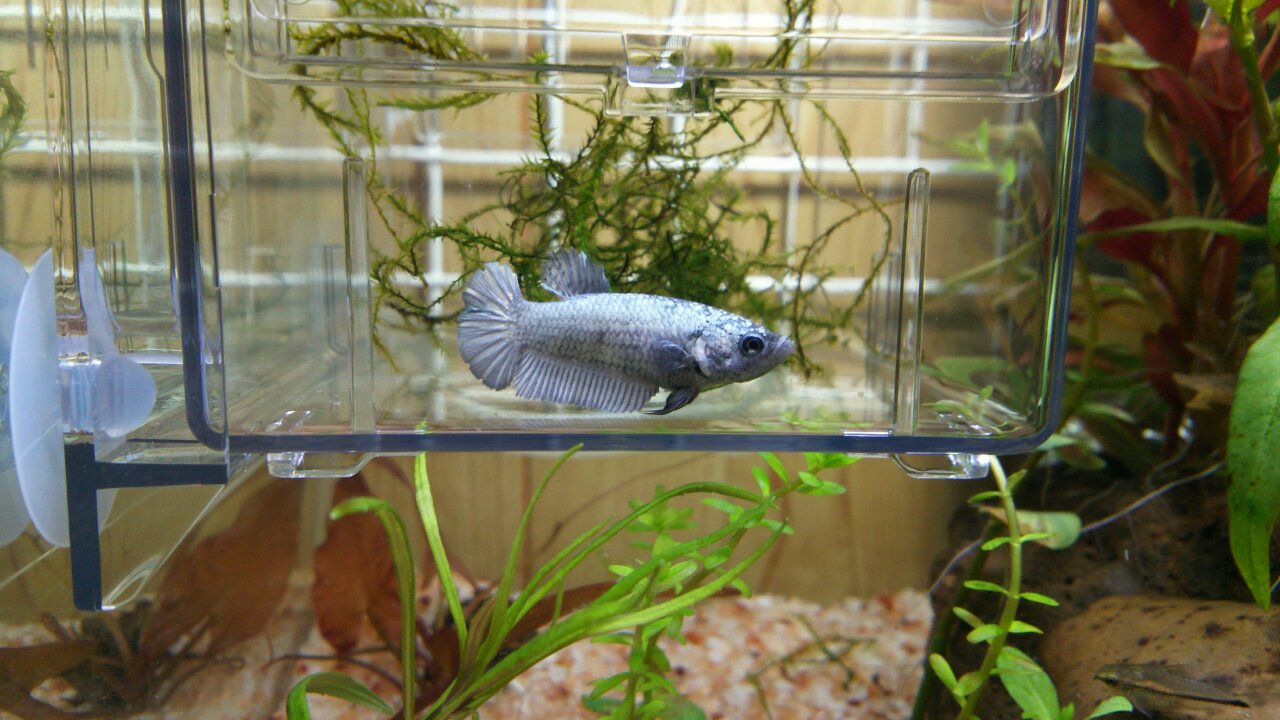 楽天市場】(熱帯魚 生体)ベタ メタリカ メス色おまかせ （約3-4cm）（1匹）【水槽/熱帯魚/観賞魚/飼育】【生体】【通販/販売】【アクアリウム/あくありうむ】【小型】(ネオス  楽天市場店) | みんなのレビュー・口コミ