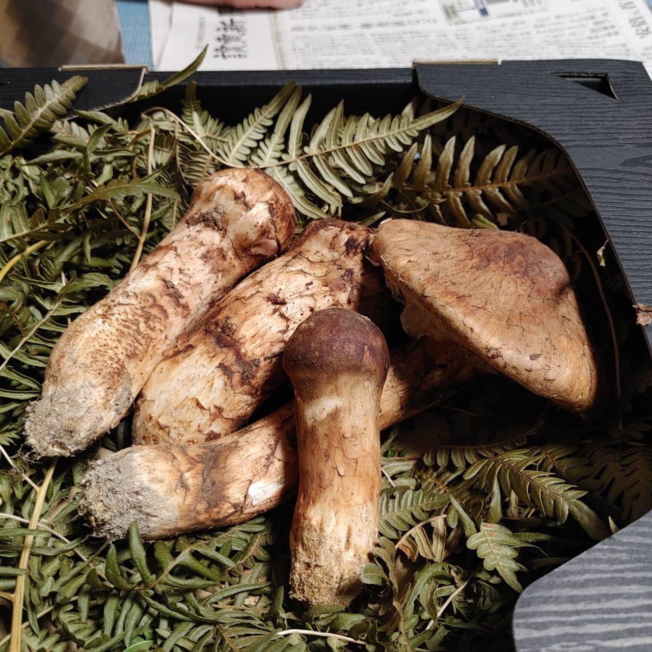 ② 国産松茸 信州産 つぼみ大(マツタケ)|売買された ② 国産松茸 信州産 つぼみ大(マツタケ)|売買された