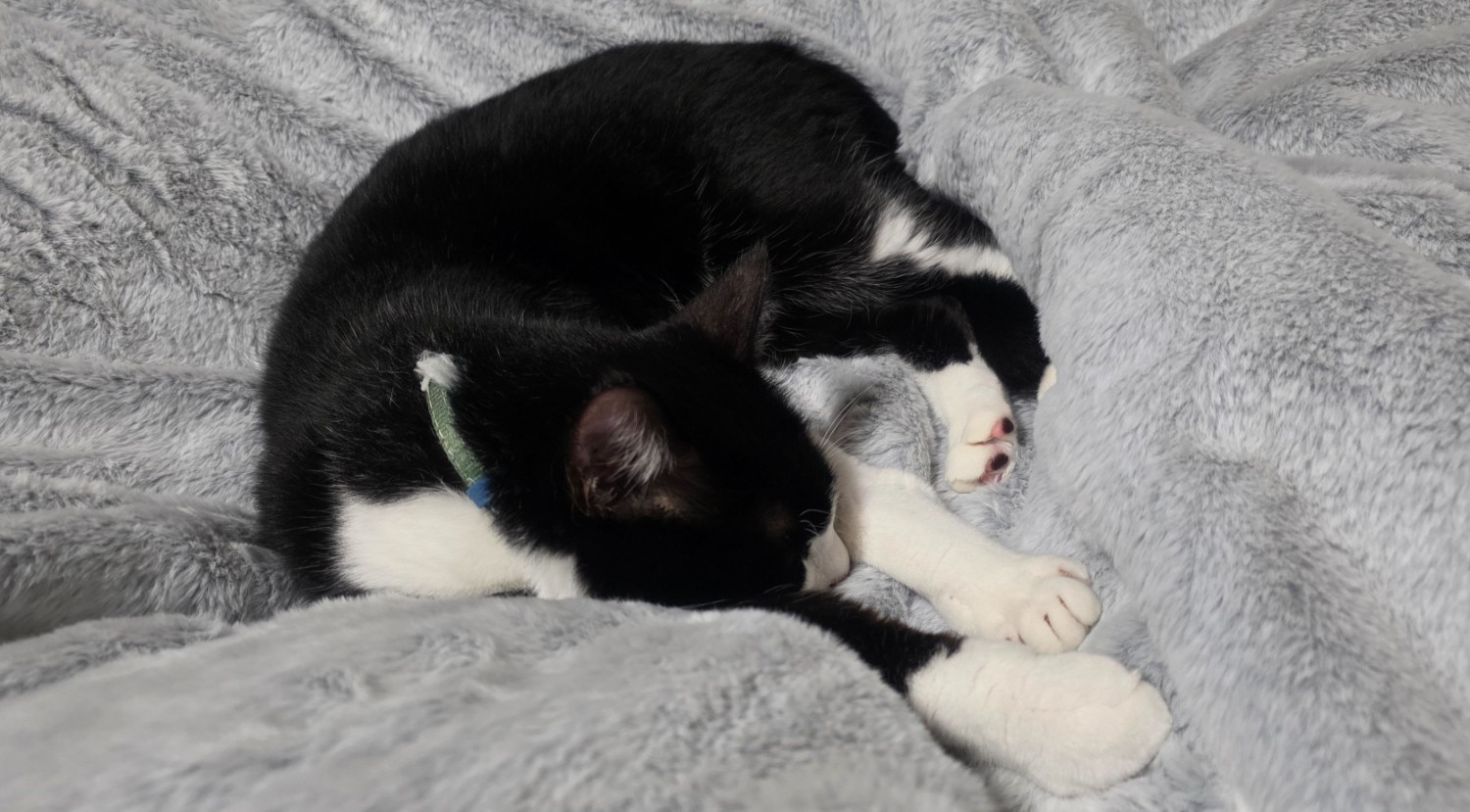 ≪TVで紹介≫ 猫フィール 猫Feel毛布 猫毛布口コミ レビュー画像8