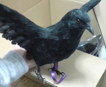 楽天市場 カラスのオブジェ Flying Crow フライングクロウ カラス Puebco プエブコ あす楽対応 東北 あす楽対応 関東 ｍｅｌｌｏｗ ｓｔｏｒｅ 未購入を含む みんなのレビュー 口コミ