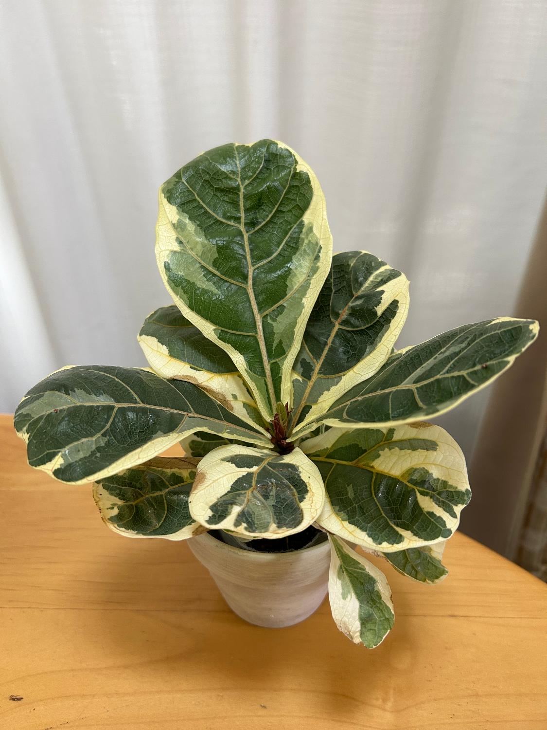 楽天市場】『フィカス・リラータ・イヴォンヌ』Ficus lyrata 'Ivonne