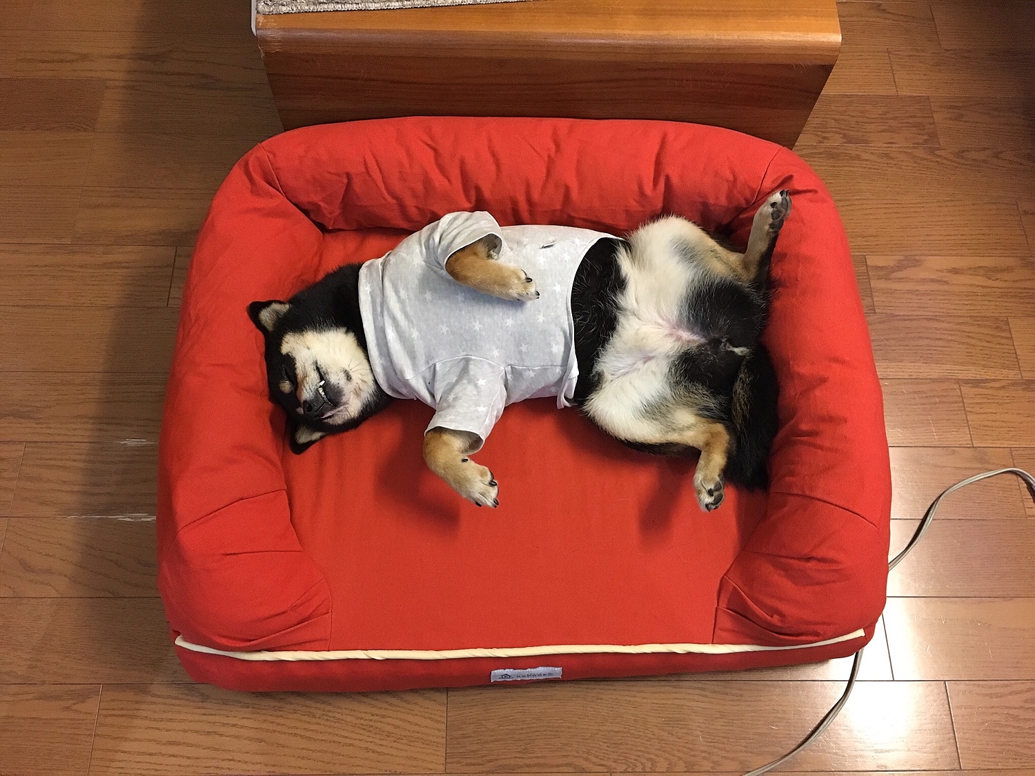 【楽天市場】犬用 3D ベッド Lサイズ カバーを外して洗える パピー シニア 老犬 綿100％ ウレタン エアー ワンちゃん 犬 猫 断熱