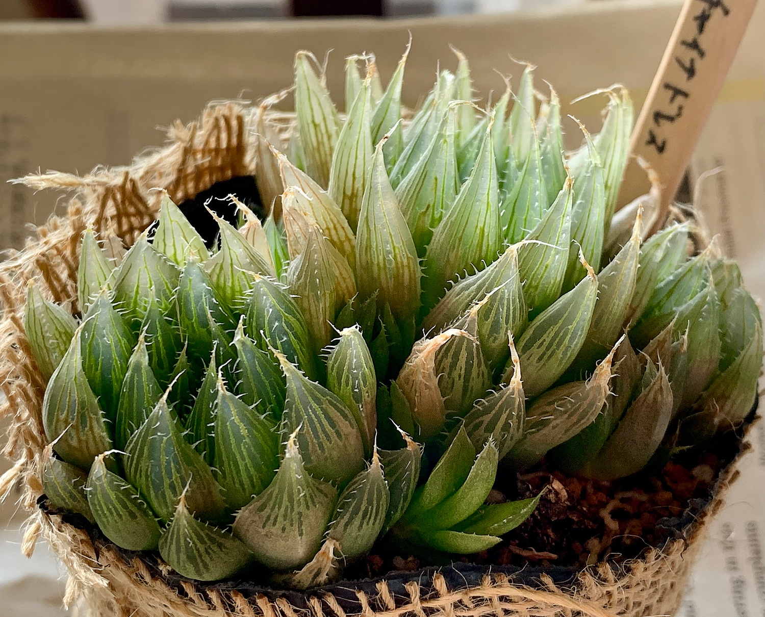 チャイナドレス ハオルチア 多肉植物 - ハオルチア・アロエ