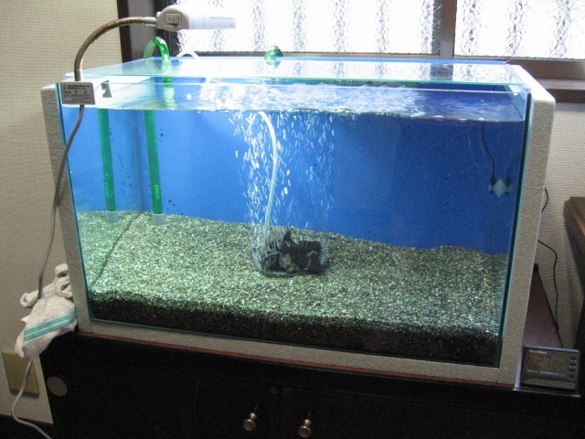 楽天市場 購入者さんのエーハイム 底面直結フィルター 生物ろ過強化 底面フィルター 関東当日便 Charm 楽天市場店 みんなのレビュー 口コミ