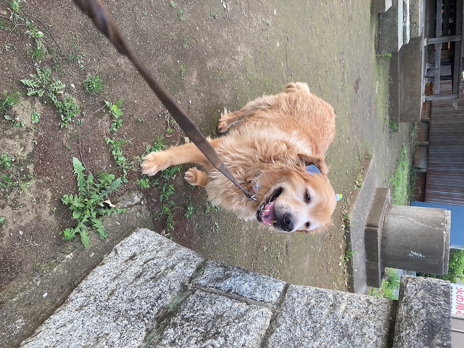 楽天市場 たれ耳 外耳炎 犬 たれ耳犬 犬の健康 耳の病気 耳のケア 通気性 ジメジメ じめじめ マラセチア菌 耳上げ たれ耳アップ ゴールデンレトリーバー ラブラドールレトリーバー 大型犬 伸縮性フィット 犬用サポーター たれ耳アップだワン Tailhouse テイルハウス