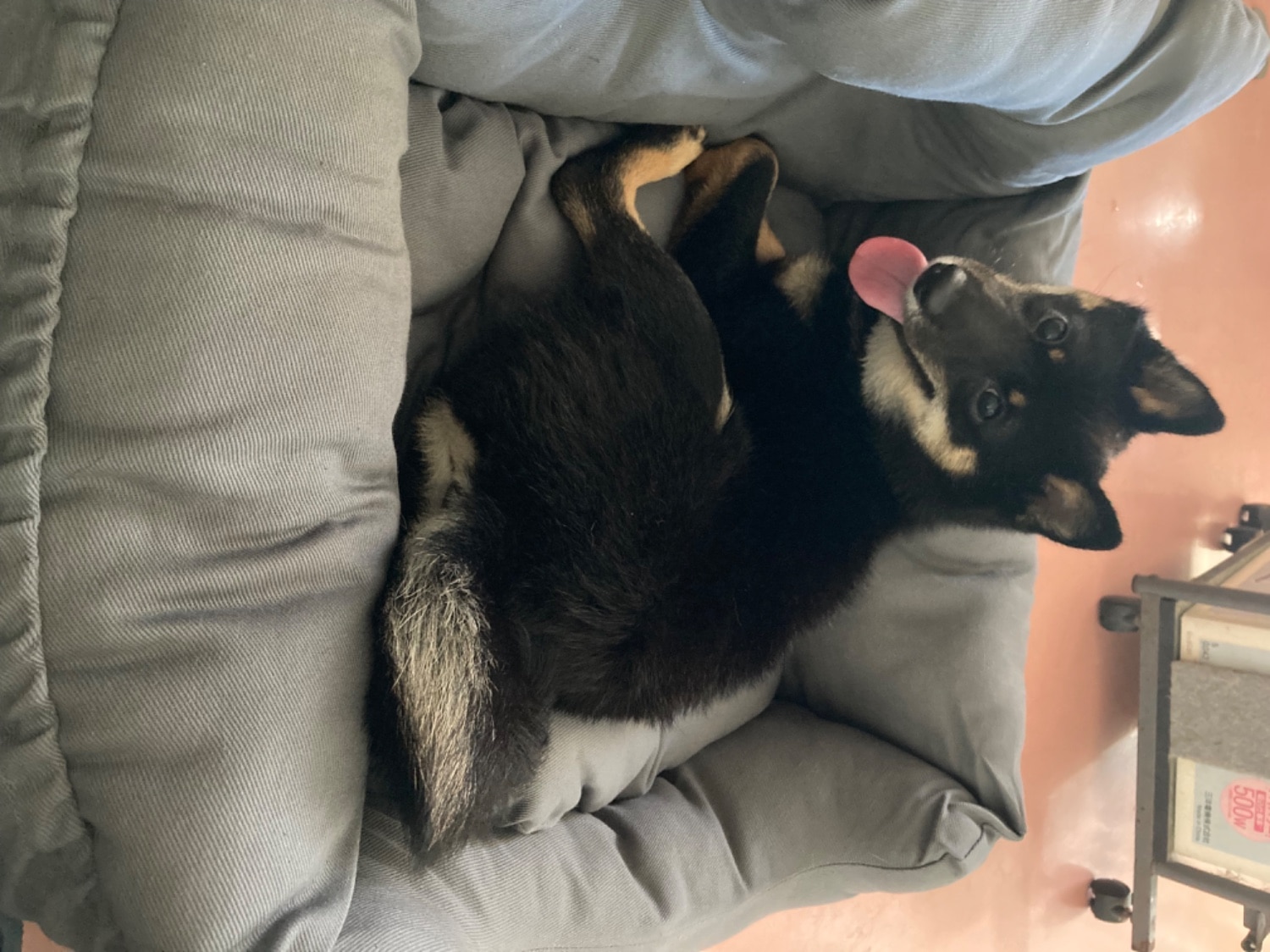 ドライブベッド ドライブボックス 小型犬 中型犬 犬 猫 かわいい Lサイズ ペット クッション ベッド ソファ カドラ ドライブベッド ドライブボックス 犬用ベッド レビュー画像15