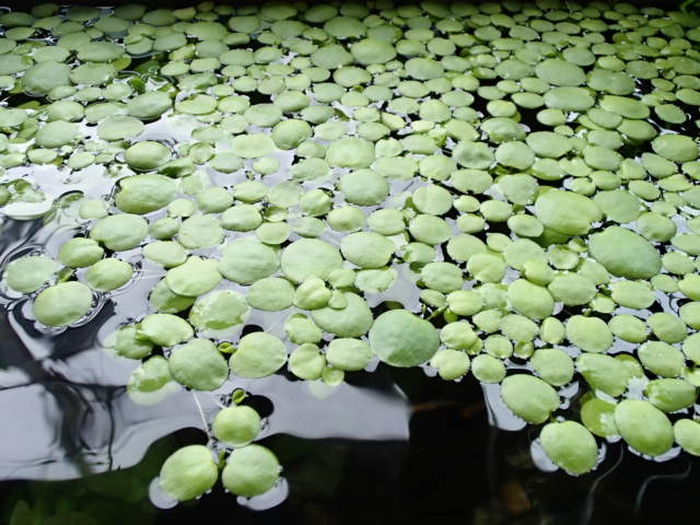 楽天市場 浮草 おまかせ浮き草 3種セット 無農薬 各1株 北海道航空便要保温 Charm 楽天市場店 参考になるレビュー順 みんなのレビュー 口コミ