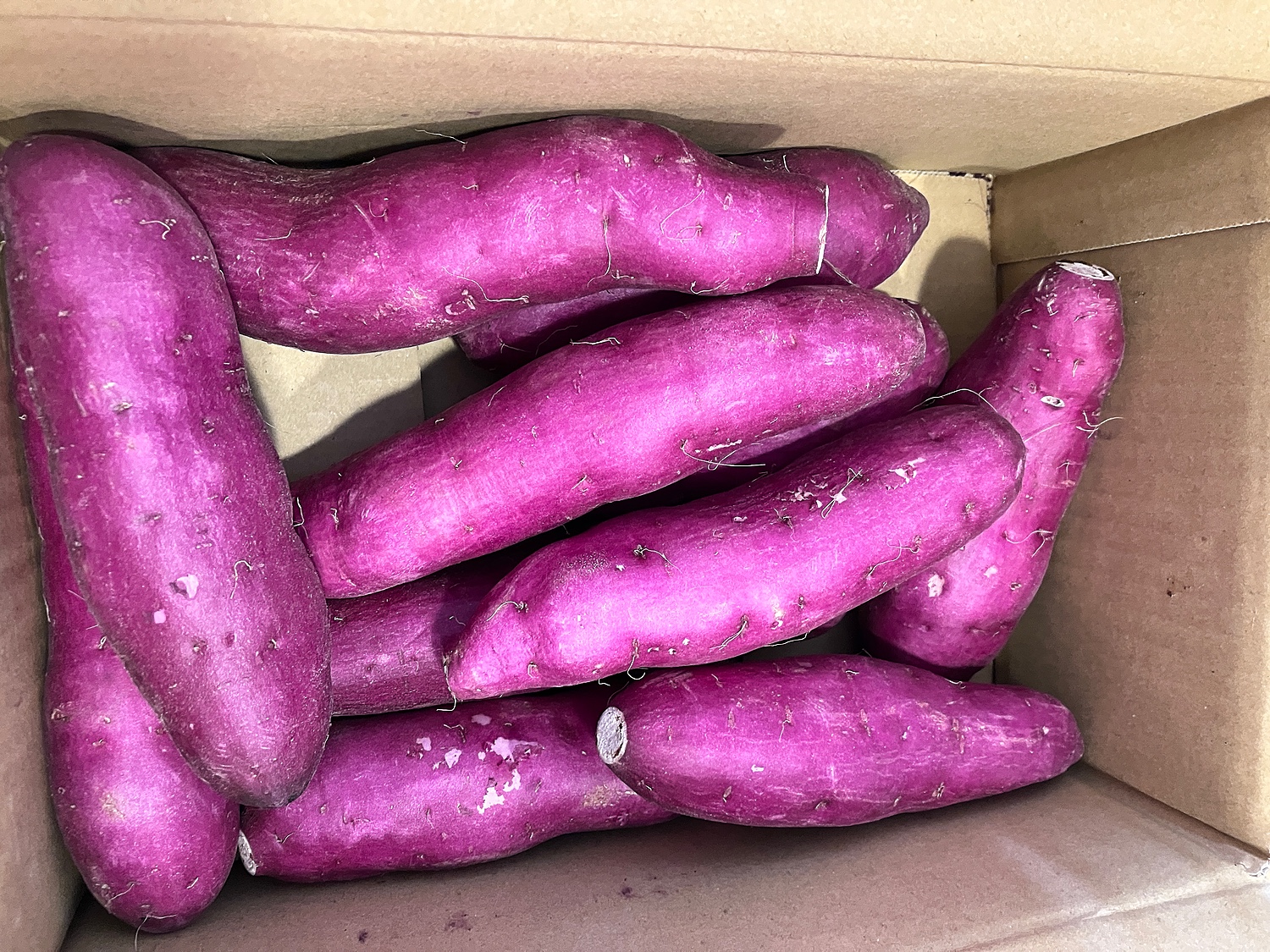 楽天市場】”千葉県産 パープルスイートロード” 秀品 約2.5kg 紫
