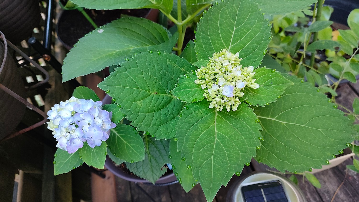 アジサイ（紫陽花・あじさい） 霧島の恵 3.5号小苗