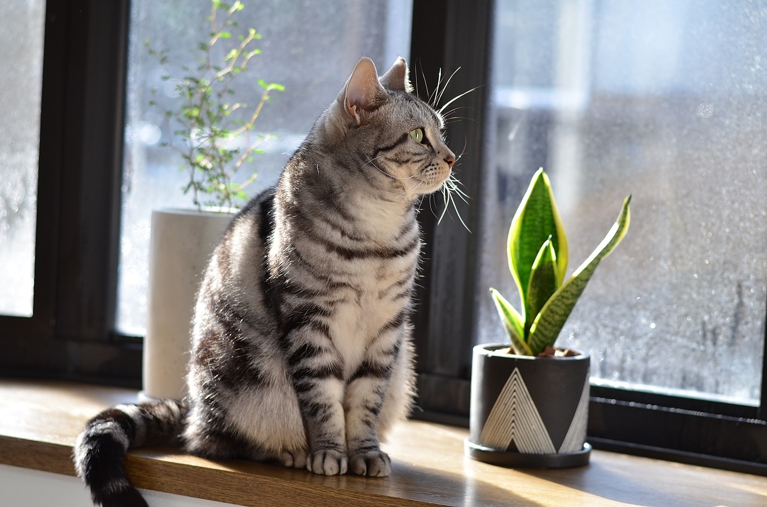 楽天市場 選べる 観葉植物x選べる器 ガジュマルの木 サンスベリア シュガーバイン つる性ガジュマル おしゃれ 鉢 インテリア グリーン 観葉植物 ギフト 植物 秋 誕生日 プレゼント 女性 男性 父 退職祝い 異動 新築祝い 友人 引っ越し祝い お祝い 小さい フラワー