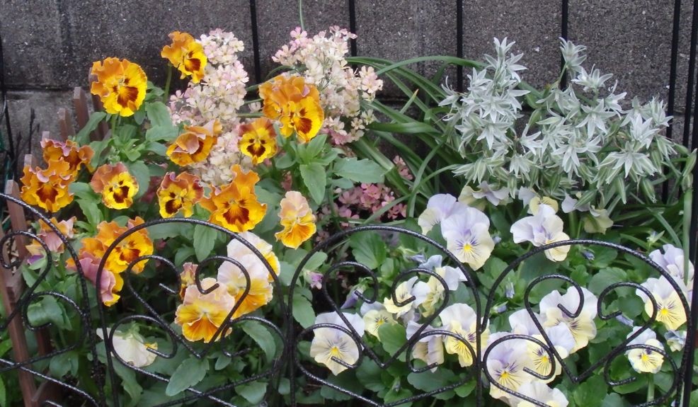 【楽天市場】タカショー ガーデンフラワーフェンス 「スチールミニフェンス （D）」 5個セット 庭用スチール製花壇フェンス 可愛いお庭に