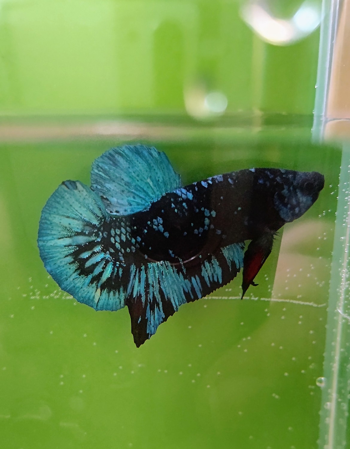 楽天市場 熱帯魚 ブラックブルーアバターベタ オス おまかせ 1匹 生体 ベタ 観賞魚 死着保証あり Matsuyoshi World みんなのレビュー 口コミ