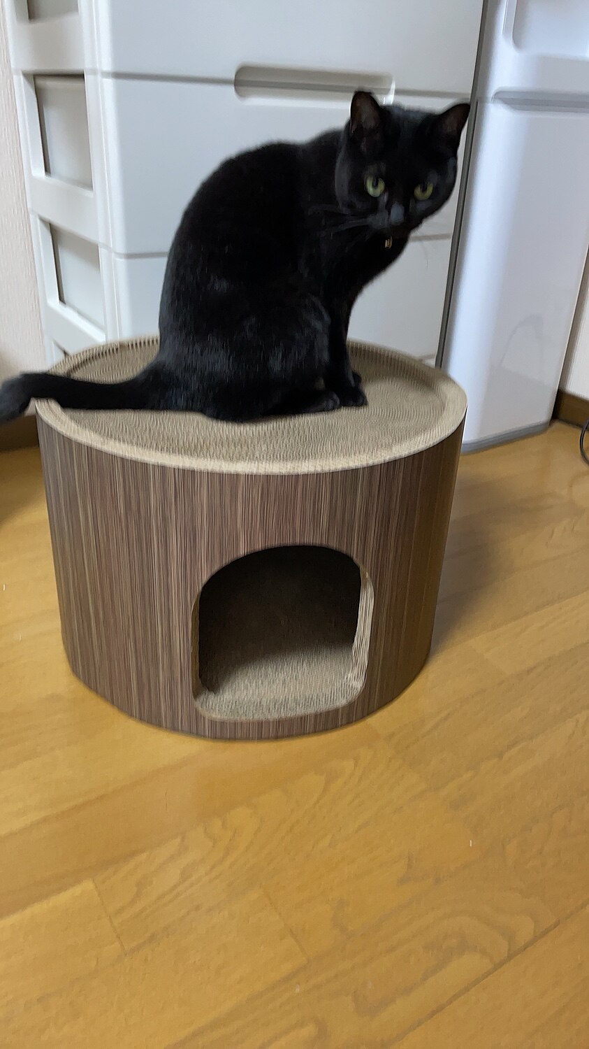 楽天市場 猫 爪とぎ 猫爪とぎハウス 強化段ボール 据え置き 幅46cm 高さ30cm 円形 爪とぎベッド つめとぎ 爪研ぎ 爪磨き 爪とぎボード ダンボール ストレス解消 ベッド ドーム ペットベッド おしゃれ ねこ ネコ キャットハウス 猫用爪とぎ 猫用品 1年保証 送料無料 楽天市場 猫 爪とぎ 猫爪とぎハウス 強化段ボール 据え置き 幅46cm 高さ30cm 円形 爪とぎベッド つめとぎ 爪研ぎ 爪磨き 爪とぎボード ダンボール ストレス解消 ベッド ドーム ペットベッド おしゃれ ねこ ネコ キャットハウス 猫用爪とぎ 猫用品 1年保証 送料無料