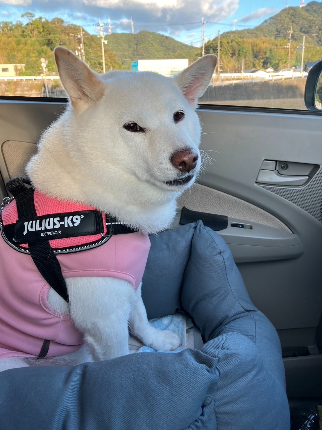 ドライブベッド ドライブボックス 小型犬 中型犬 犬 猫 かわいい Lサイズ ペット クッション ベッド ソファ カドラ ドライブベッド ドライブボックス 犬用ベッド レビュー画像12