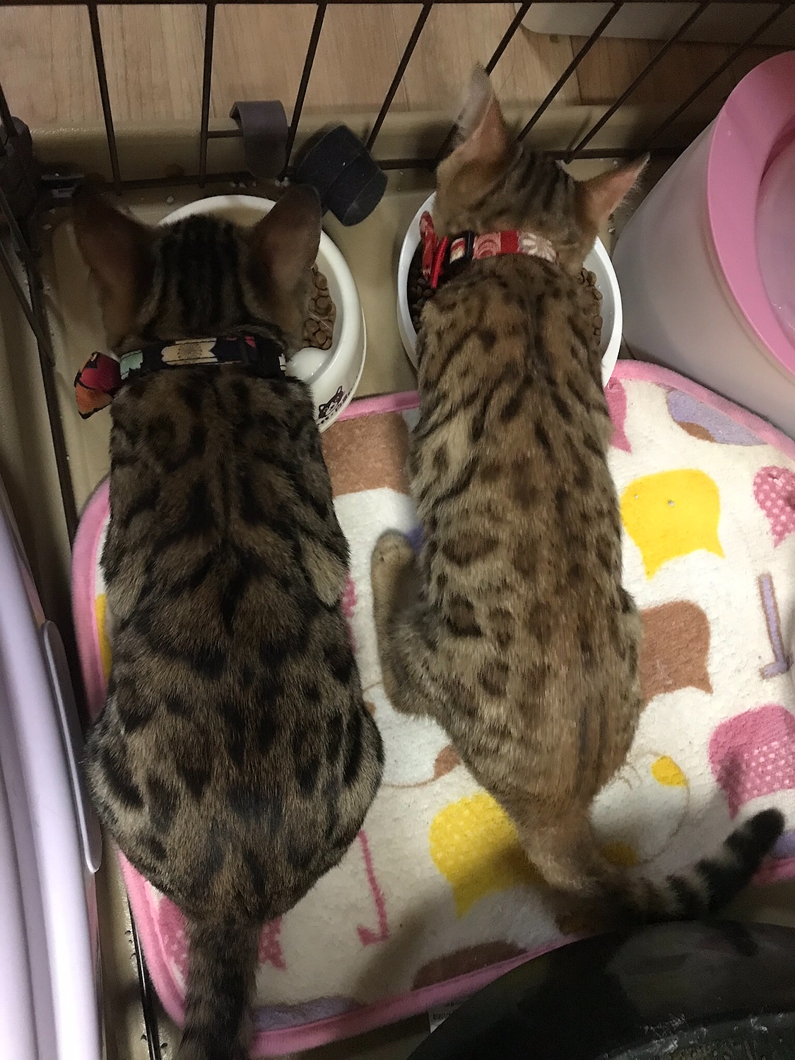 【楽天市場】[正規品]ロイヤルカナン キトン（2kg）成長後期の子猫用（生後12ヵ月齢まで）(スイートペット) | みんなのレビュー・口コミ