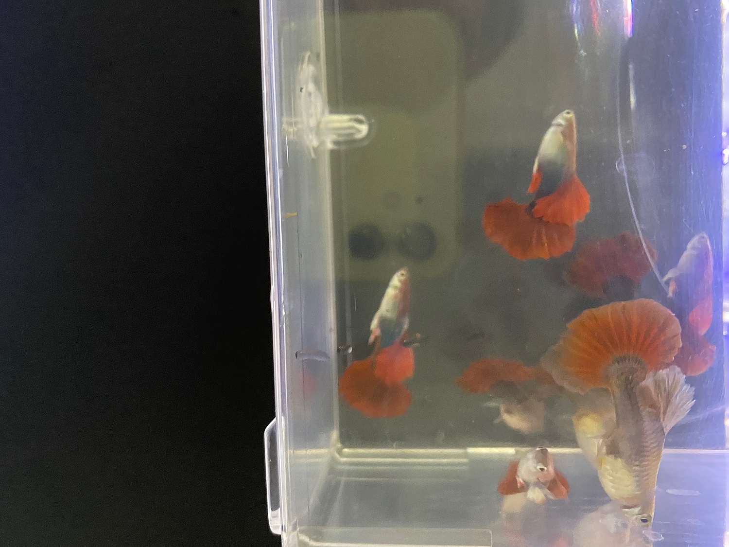 楽天市場 お買い得2ペア 人気熱帯魚 国産グッピー レッドローズ グッピー ペア販売 サイズ アダルト 2ペア 生体 観賞魚 死着保証あり Matsuyoshi World みんなのレビュー 口コミ 楽天市場 お買い得2ペア 人気熱帯魚 国産グッピー レッドローズ グッピー ペア販売 サイズ アダルト 2ペア 生体 観賞魚 死着保証あり Matsuyoshi World みんなのレビュー 口コミ