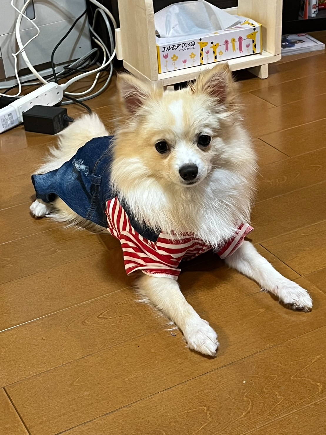 ポイント20倍！犬 服 デニム オーバーオール ダメージ パーカー カバーオール ロンパース かわいい 抜け毛対策 ドックウェアー  ヴィンテージ仕様【メール便1枚迄】 術後服 つなぎ 月間優良ショップ セール クーポン有(犬服 ユウランプ) みんなのレビュー·口コミ