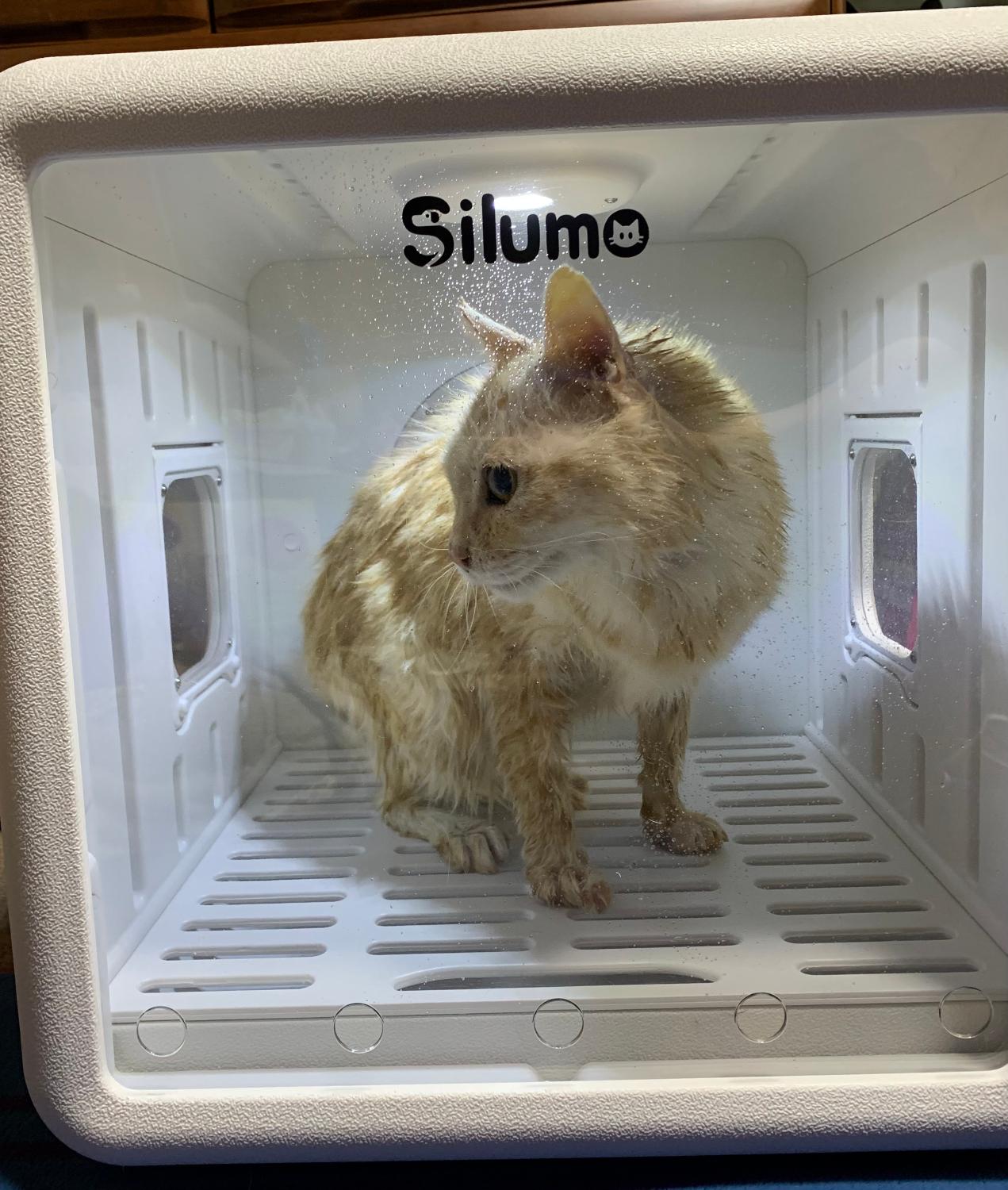 楽天市場】☆在庫限り☆【楽天1位】ペットドライヤー Silumo mini
